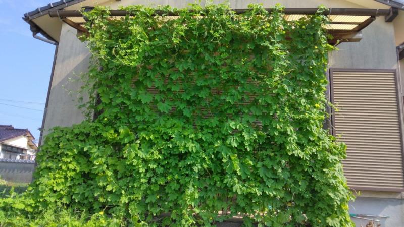 グリーンカーテン グリーンカーテン