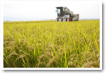 筑後平野は「食」の産地! 筑後平野は「食」の産地!