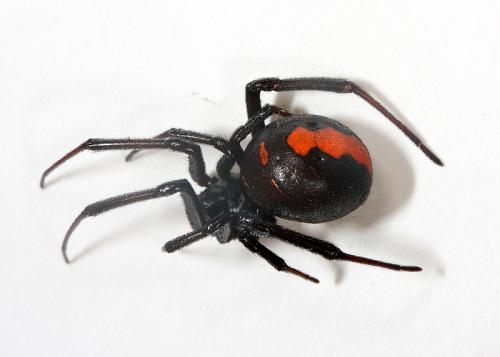 セアカゴケグモ背中側写真 セアカゴケグモ背中側写真