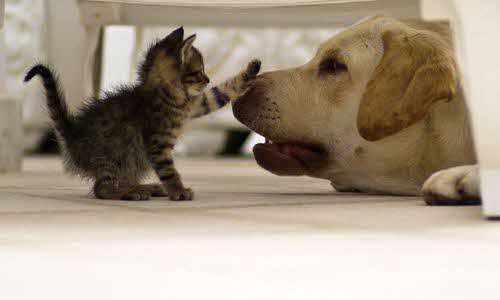 犬猫 犬猫
