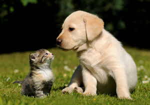 犬と猫 犬と猫